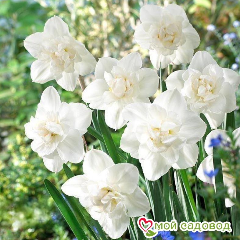 Нарцисс махровый Сноуболл