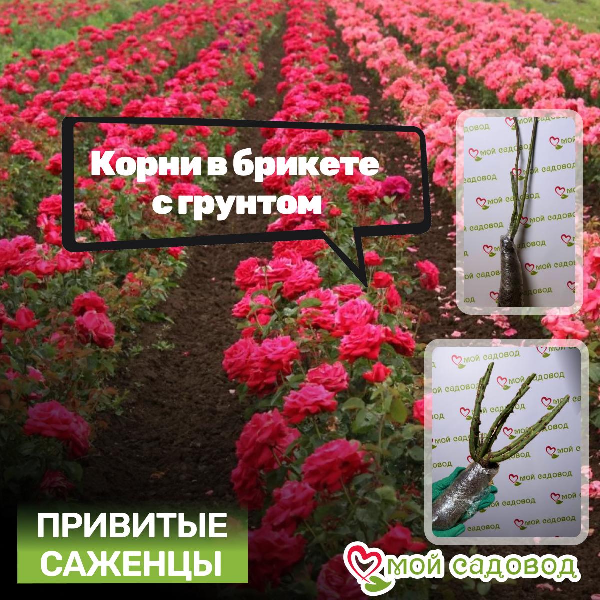 Роза чайно-гибридная Папагено