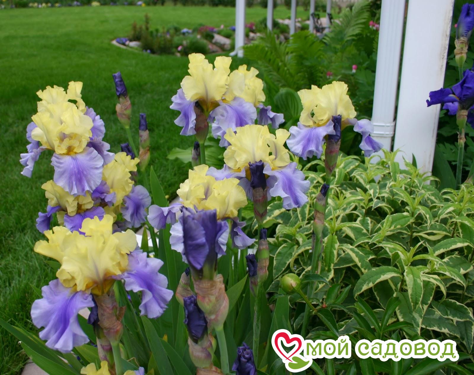 ИРИС ГЕРМАНСКИЙ ЭДИТ ВОЛФОРД