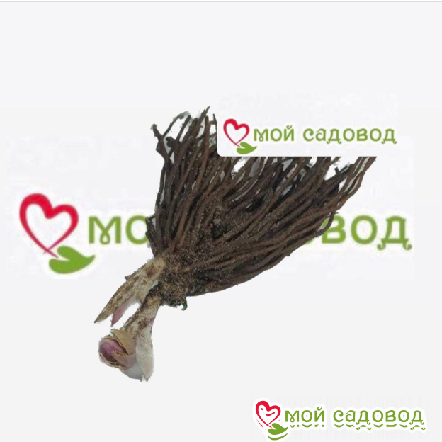 Морозник Блум Айс