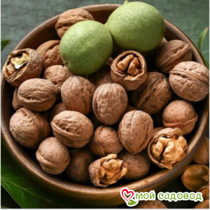 Грецкий Орех Минова